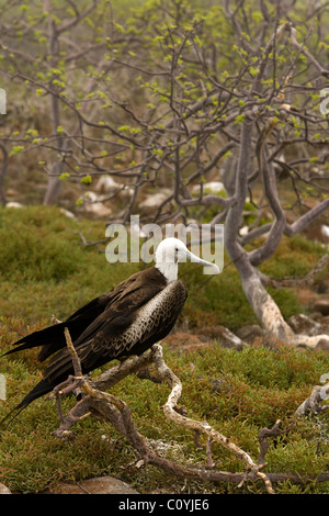 Herrliche Fregattvogels - North Seymour (Seymour Norte) Insel - Galapagos-Inseln, Ecuador Stockfoto