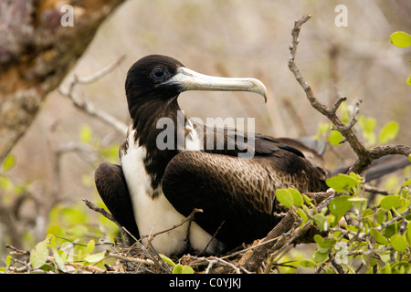 Herrliche Fregattvogels (weiblich) - North Seymour (Seymour Norte) Insel - Galapagos-Inseln, Ecuador Stockfoto