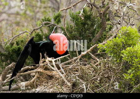 Männliche herrlichen Fregattvogels - North Seymour (Seymour Norte) Insel - Galapagos-Inseln, Ecuador Stockfoto