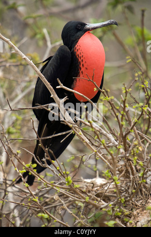 Männliche herrlichen Fregattvogels - North Seymour (Seymour Norte) Insel - Galapagos-Inseln, Ecuador Stockfoto