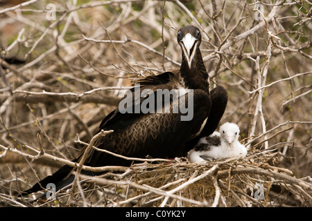 Herrliche Fregattvogels - North Seymour (Seymour Norte) Insel - Galapagos-Inseln, Ecuador Stockfoto