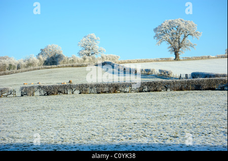 Raureif auf Bäumen in Bereichen Stockfoto