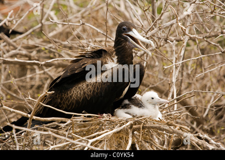 Herrliche Frigatebirds - North Seymour (Seymour Norte) Insel - Galapagos-Inseln, Ecuador Stockfoto