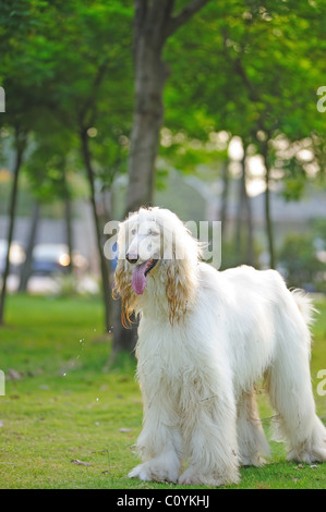 Weißer Afghane Hund stehend auf dem Rasen Stockfoto