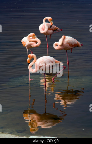 Größere Flamingos - Insel Isabela - Galapagos-Inseln, Ecuador Stockfoto