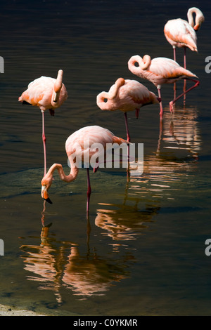 Größere Flamingos - Insel Isabela - Galapagos-Inseln, Ecuador Stockfoto