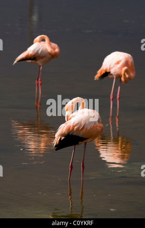 Größere Flamingos - Insel Isabela - Galapagos-Inseln, Ecuador Stockfoto