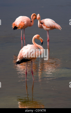 Größere Flamingos - Insel Isabela - Galapagos-Inseln, Ecuador Stockfoto