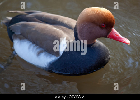 Rot Crested Tafelenten bei Martin Mere Feuchtgebiete und Wildfowl Vertrauen Stockfoto