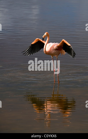 Größere Flamingo - Insel Isabela - Galapagos-Inseln, Ecuador Stockfoto