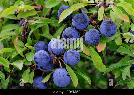 Schlehdorn / schlehe (Prunus spinosa) Nahaufnahme des schwarz-blauen Beeren/Schlehen/Steinfrüchte und Blätter Stockfoto