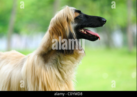 Ein Afghanischer Windhund Hund steht auf der Wiese Stockfoto