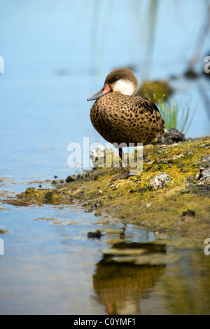 Weiße-cheeked Pintail Duck - Santa Cruz Insel - Galapagos-Inseln, Ecuador Stockfoto