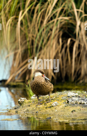 Weiße-cheeked Pintail Duck - Santa Cruz Insel - Galapagos-Inseln, Ecuador Stockfoto