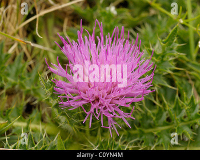 Zwerg Distel, Cirsium acaule Stockfoto