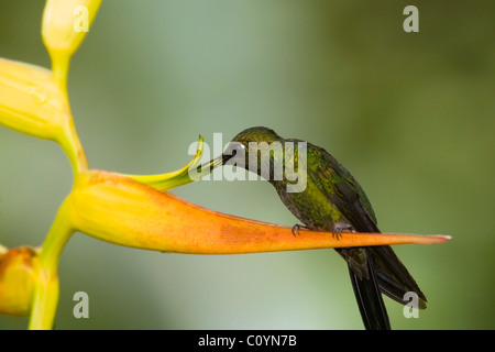 Grün-gekrönter brillant - Naturreservat Maquipucuna - in der Nähe von Mindo, Ecuador Stockfoto