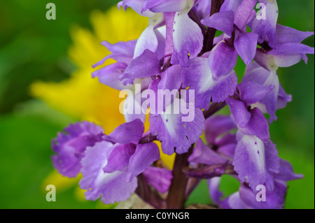 Frühe lila Orchidee Blume (Orchis Mascula) close-up, Belgien Stockfoto