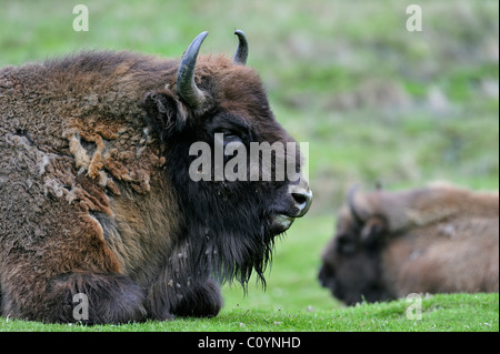 Wisent / Europäische Bison (Bison Bonasus) ruhen im Grünland, Schottland, UK Stockfoto