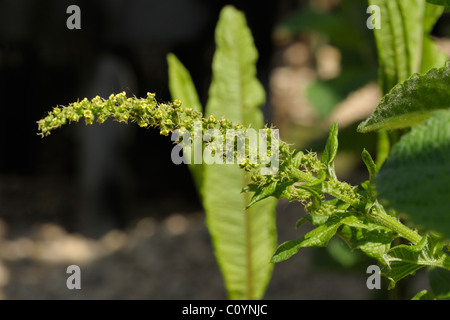 Guter Heinrich, Chenopodium Bonus-henricus Stockfoto