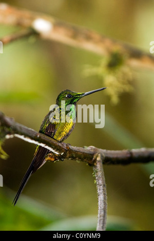 Kaiserin brillant - Mindo Loma Nebelwald - Mindo, Ecuador Stockfoto