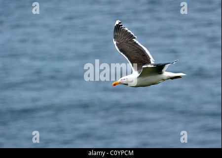 Mehr Black-backed Gull (Larus Marinus) im Flug über Meer, Schottland, UK Stockfoto