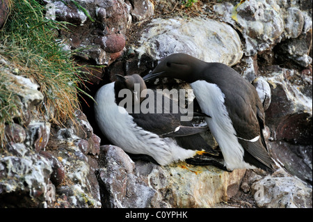 Common Murre / gemeinsame Guillemot (Uria Aalge) picken / Pflege Partner bei Verschachtelung Kolonie auf Klippen, Fowlsheugh, Scotland, UK Stockfoto