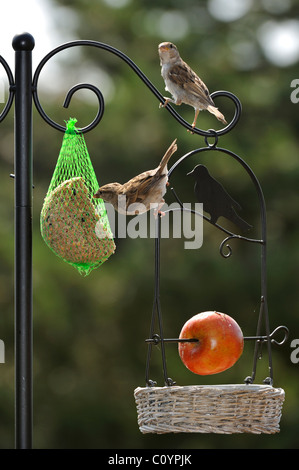 Zwei Jugendliche gemeinsame Haussperlinge (Passer Domesticus) am Futterhäuschen für Vögel im Garten Stockfoto