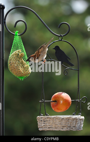 Männliche gemeinsame Haussperling (Passer Domesticus) am Futterhäuschen für Vögel im Garten, Belgien Stockfoto