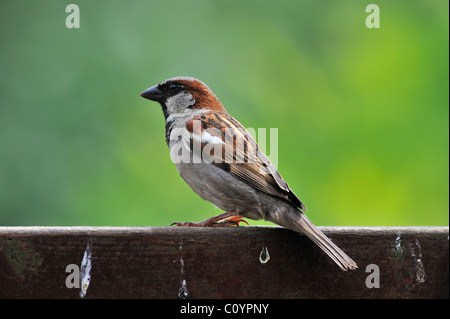 Gemeinsamen Haussperling (Passer Domesticus) Porträt auf Zaun im Garten, Belgien Stockfoto