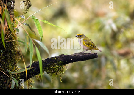 Orange-bellied Euphonia - Mindo Loma Nebelwald - Mindo, Ecuador Stockfoto