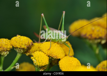 Lange-winged Conehead (Conocephalus Fuscus / verfärben) auf Rainfarn Blüten (Chrysanthemum Vulgare), Belgien Stockfoto