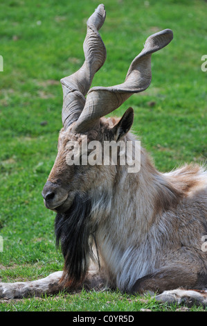 Markhor (Capra Falconeri), eine wilde Ziege stammt aus Pakistan und Afghanistan Stockfoto