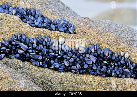 Bett aus ausgesetzt Common / Miesmuscheln (Mytilus Edulis) auf Felsen am low tide Stockfoto