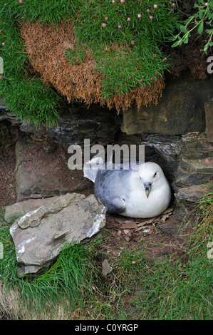 Nördlichen Fulmar / Arktis Fulmar (Fulmarus Cyclopoida) am Nest in Klippe Gesicht in Fowlsheugh Natur Reservat, Schottland, Großbritannien Stockfoto