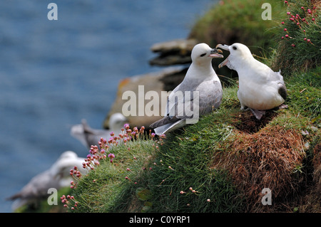 Norden / Arktis Eissturmvogel (Fulmarus Cyclopoida) fordert vom Nest Felswand in Fowlsheugh Natur Reservat, Schottland, Großbritannien Stockfoto