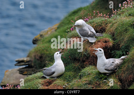 Norden / Arktis Eissturmvogel (Fulmarus Cyclopoida) aufrufen aus Nest in Felswand in Fowlsheugh Natur Reservat, Schottland, Großbritannien Stockfoto