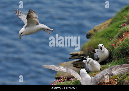 Norden / Arktis Eissturmvogel (Fulmarus Cyclopoida) aufrufen aus Nest in Felswand in Fowlsheugh Natur Reservat, Schottland, Großbritannien Stockfoto