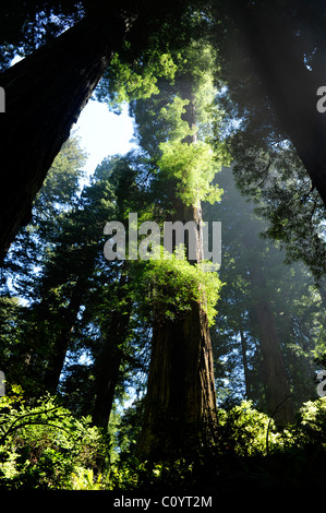 Blick durch die Bäume auf Verdammnis Creek Trail, Del Norte Coast Redwoods State Park, Kalifornien Stockfoto