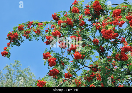 Rote Beeren von europäischen Rowan / Eberesche (Sorbus Aucuparia) im Herbst Stockfoto
