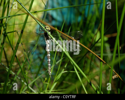 Südlichen Aeshna oder Hawker Libelle, Aeshna cyanea Stockfoto