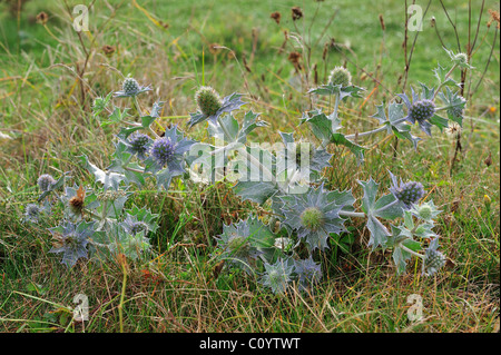 Meer-Holly (Eryngium Maritimum / Eryngium Maritimus) in den Dünen Stockfoto