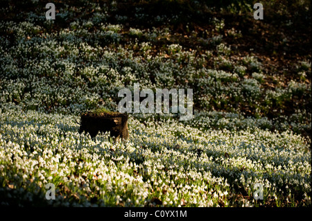 Massen von Schneeglöckchen, Galanthus Nivalis wächst in den Wäldern bei Painswick Rokoko-Garten, Gloucestershire, England, UK Stockfoto