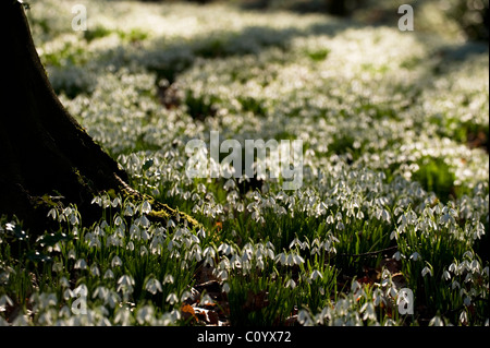 Massen von Schneeglöckchen, Galanthus Nivalis wächst in den Wäldern bei Painswick Rokoko-Garten, Gloucestershire, England, UK Stockfoto