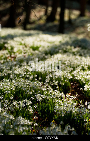 Massen von Schneeglöckchen, Galanthus Nivalis wächst in den Wäldern bei Painswick Rokoko-Garten, Gloucestershire, England, UK Stockfoto