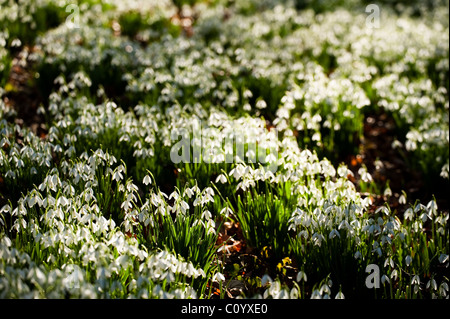 Massen von Schneeglöckchen, Galanthus Nivalis wächst in den Wäldern bei Painswick Rokoko-Garten, Gloucestershire, England, UK Stockfoto