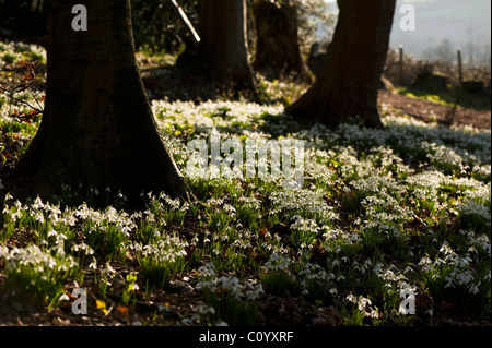 Massen von Schneeglöckchen, Galanthus Nivalis wächst in den Wäldern bei Painswick Rokoko-Garten, Gloucestershire, England, UK Stockfoto