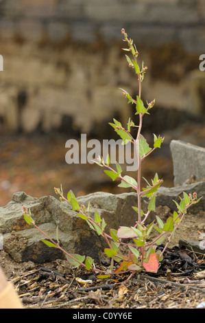 Speer-leaved Gartenmelde Atriplex prostrata Stockfoto
