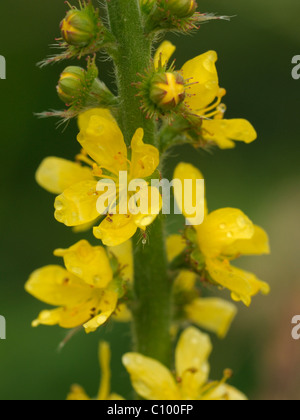 Agrimony, Agrimonia eupatoria Stockfoto