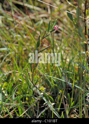 Moor-Rosmarin, Andromeda polifolia Stockfoto