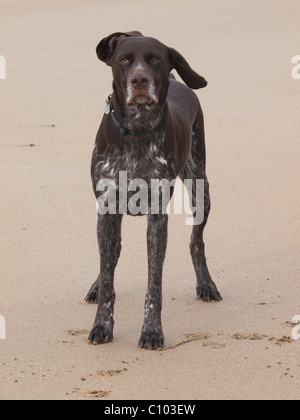 Deutscher Kurzhaariger Vorstehhund am Strand, UK Stockfoto